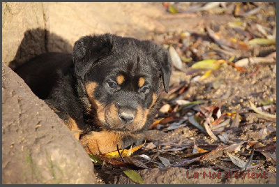 ARCTERYX de la Noé d'Orient