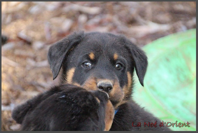 AURION de la Noé d'Orient