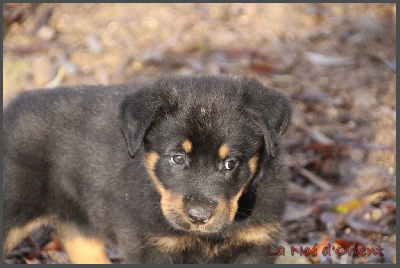 ANTOINETTE de la Noé d'Orient