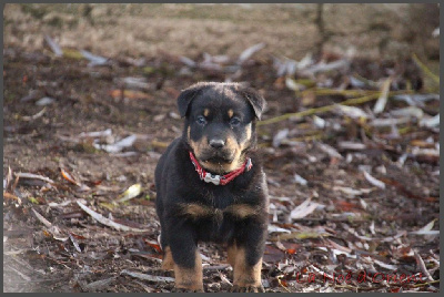 A'MACHA de la Noé d'Orient