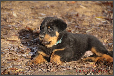 ARKO de la Noé d'Orient