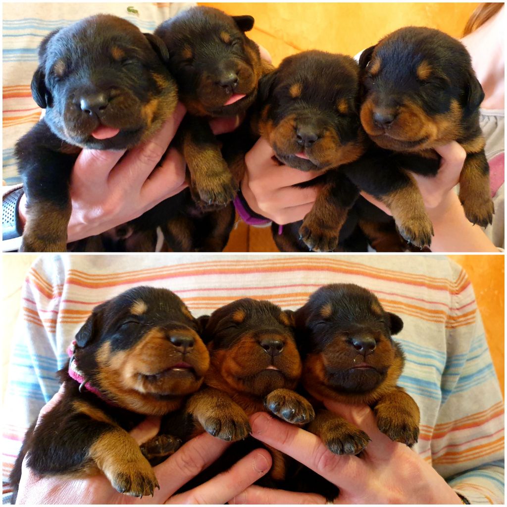 Chiot Berger de Beauce de la Noé d'Orient