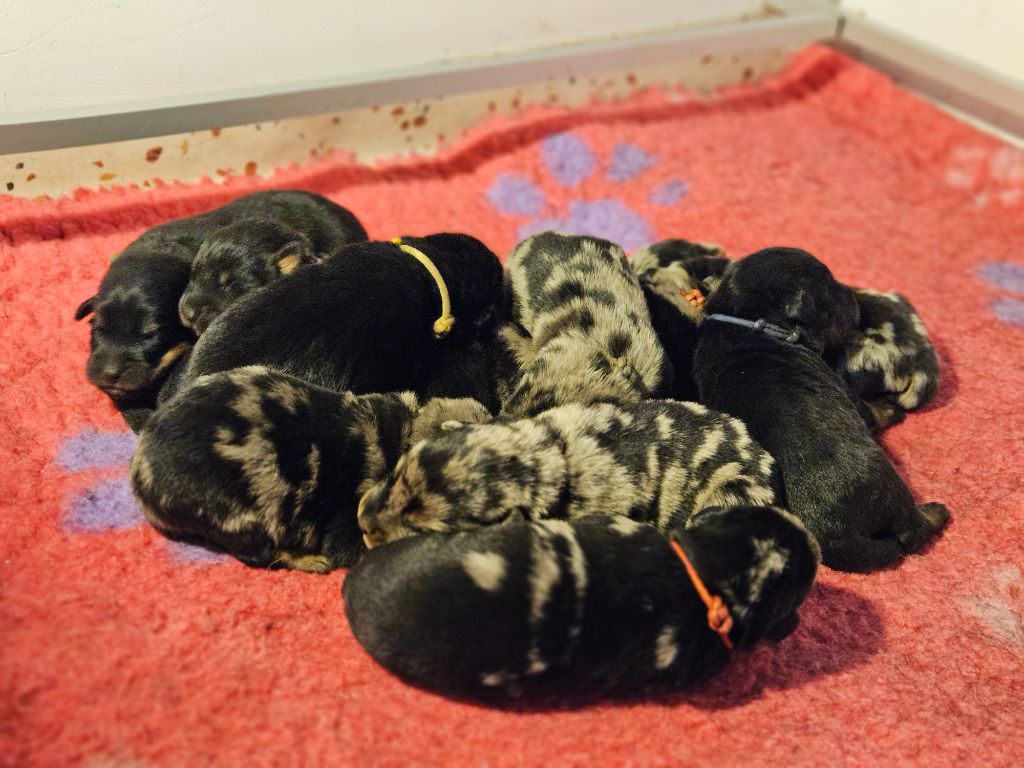 Chiot Berger de Beauce de la Noé d'Orient