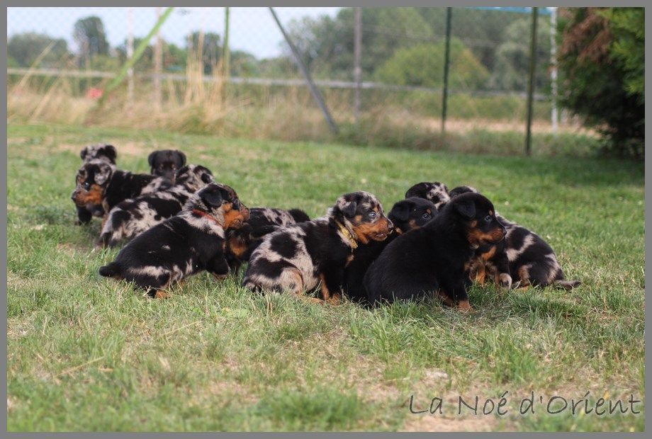 Chiot Berger de Beauce de la Noé d'Orient