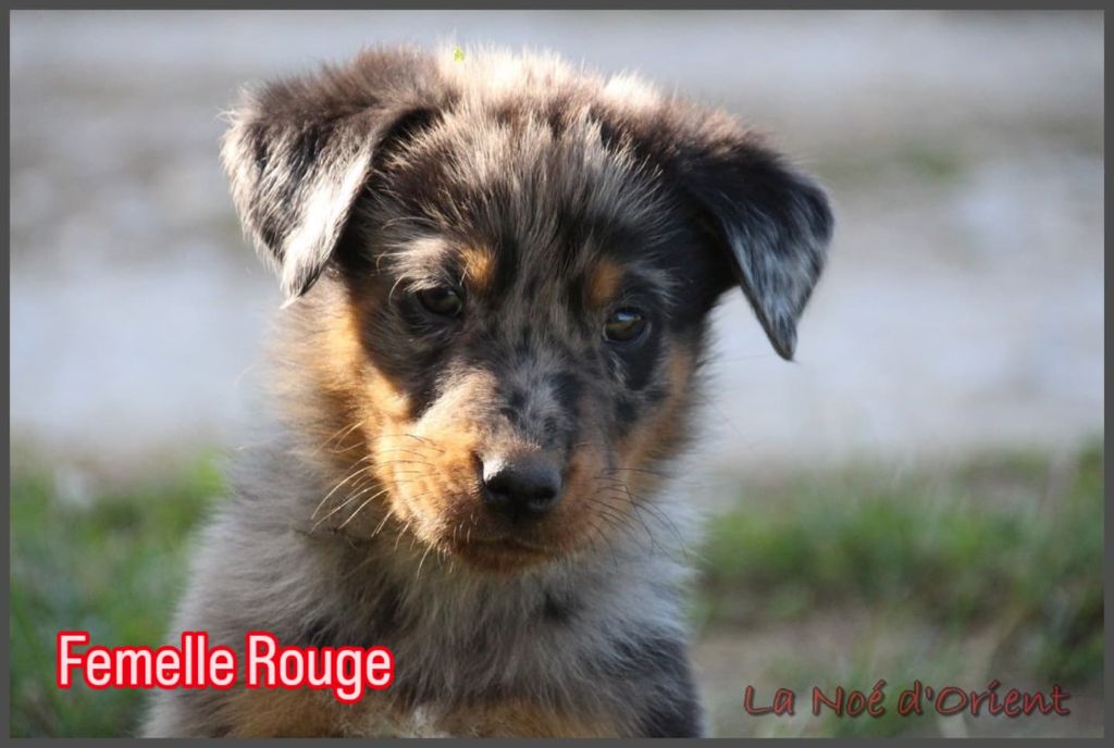 de la Noé d'Orient - Chiots disponibles - Berger de Beauce