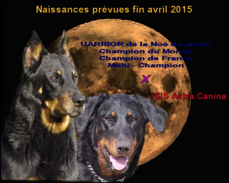 Chiot Berger de Beauce de la Noé d'Orient