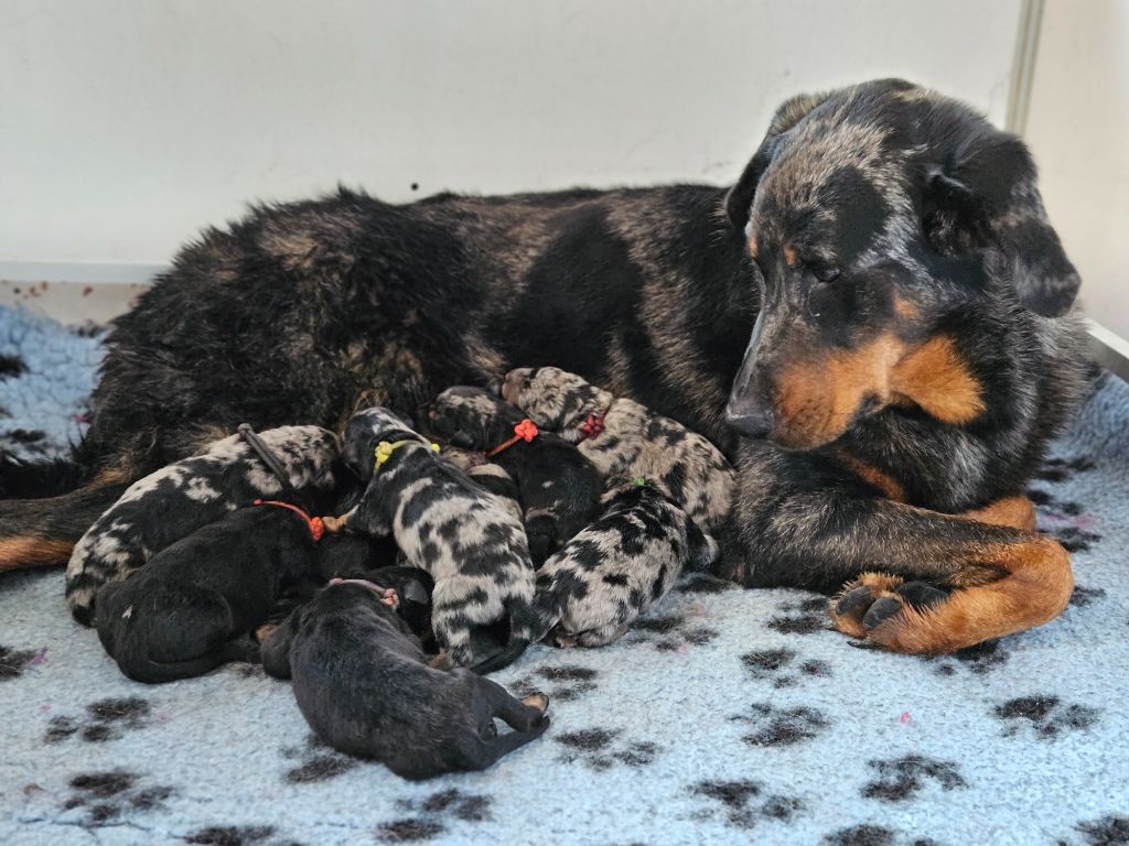 de la Noé d'Orient - Berger de Beauce - Portée née le 11/09/2025