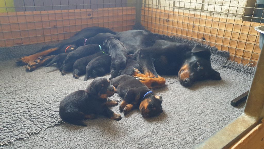 Chiot Berger de Beauce de la Noé d'Orient