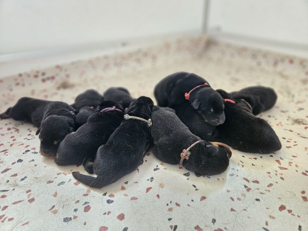 Chiot Berger de Beauce de la Noé d'Orient