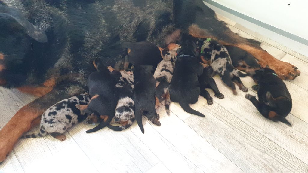 Chiot Berger de Beauce de la Noé d'Orient