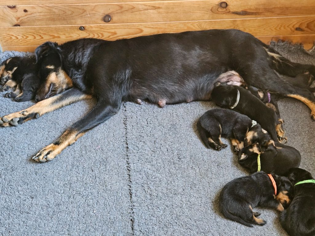 Chiot Berger de Beauce de la Noé d'Orient
