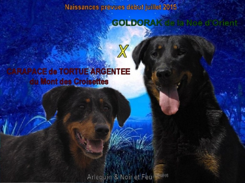 Chiot Berger de Beauce de la Noé d'Orient